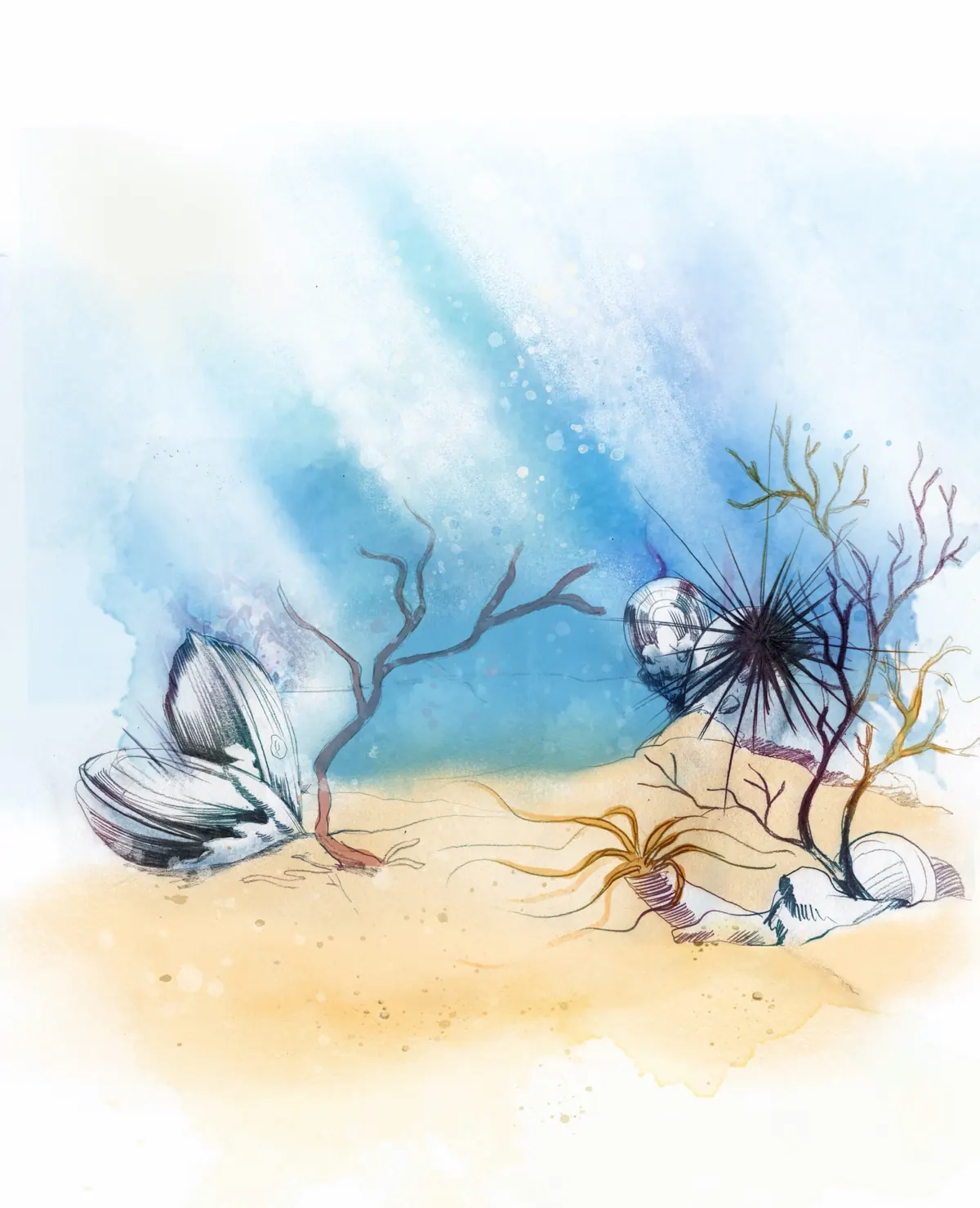 Illustration von Sophie Graff: Muscheln und Seeigel am Meeresgrund